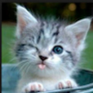 Meet your Posher, Amelia